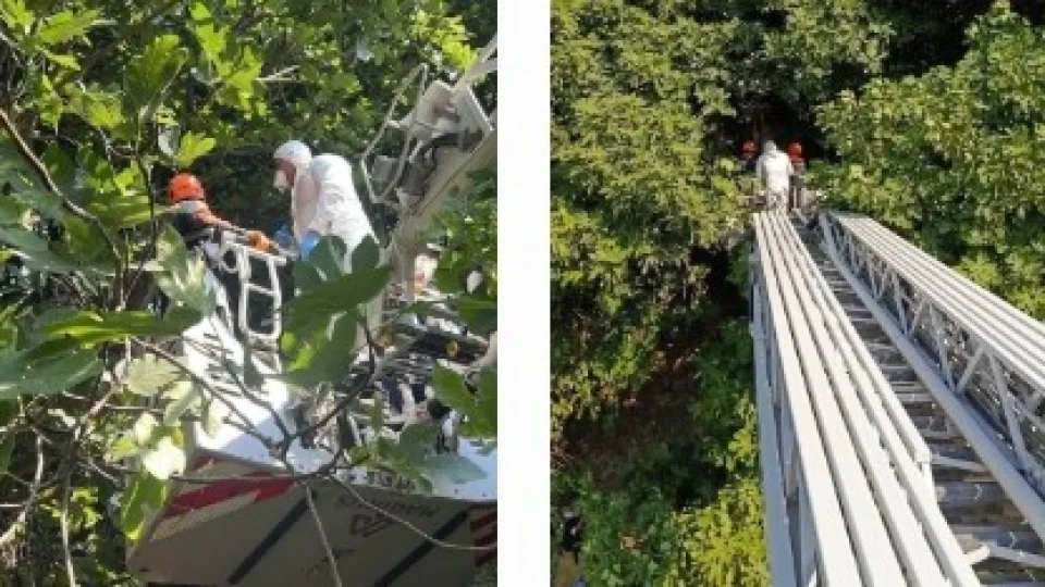 Ağaca asılı halde şahsın kimliği belirlendi