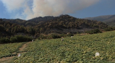 Alevlerin arasında 'hasat' telaşı