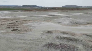 All� turnalar�n yuvas� yok oluyor