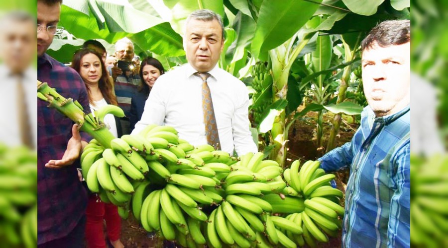 Antalya'da �ift�i 'muz'a y�neldi