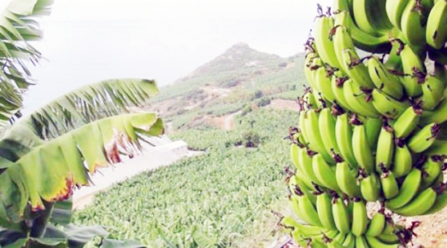 Antalya'da muz üretimi yüzde 177 arttı