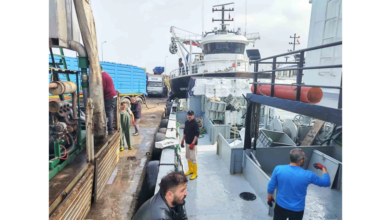 Araklı Limanı'nda hafta sonu hamsi yoğunluğu