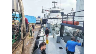 Araklı Limanı'nda hafta sonu hamsi yoğunluğu