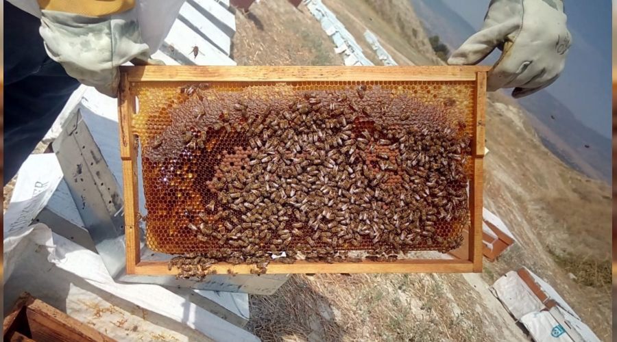 Arıcıların zor süreçte desteğe ihtiyacı var