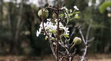 Armut ağacı Ekim'de çiçek açtı