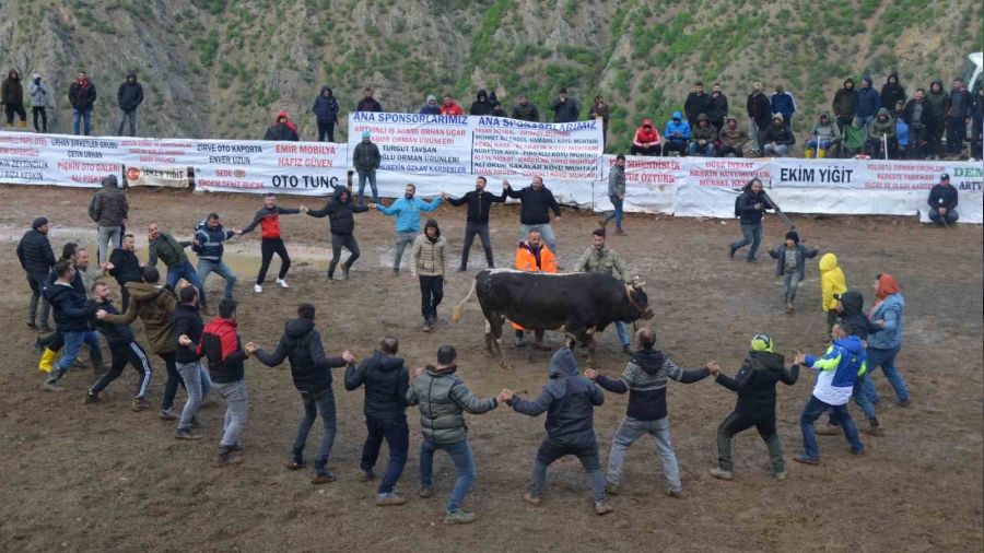 Artvin'de boğa güreşleri festivalleri başladı