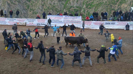 Artvin'de boğa güreşleri festivalleri başladı