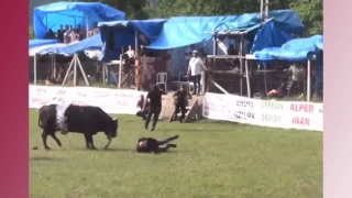 Artvin'de şampiyon boğa sahibini yaraladı