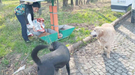 Atakum Belediyesi'nden sokak hayvanlarına 9 ton mama desteği