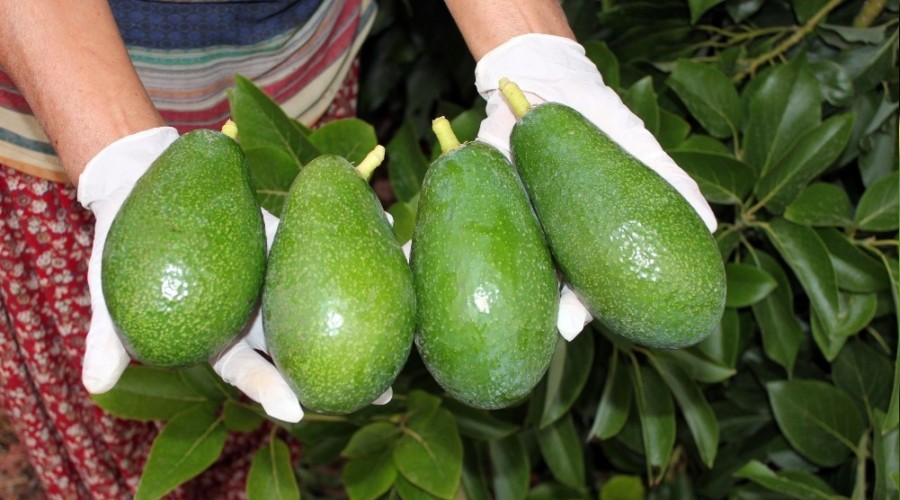 Avokado yağı için AR-GE çalışması