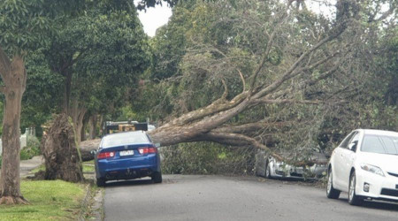 Avustralya'da etkili olan fırtına 450 bin evi elektriksiz bıraktı