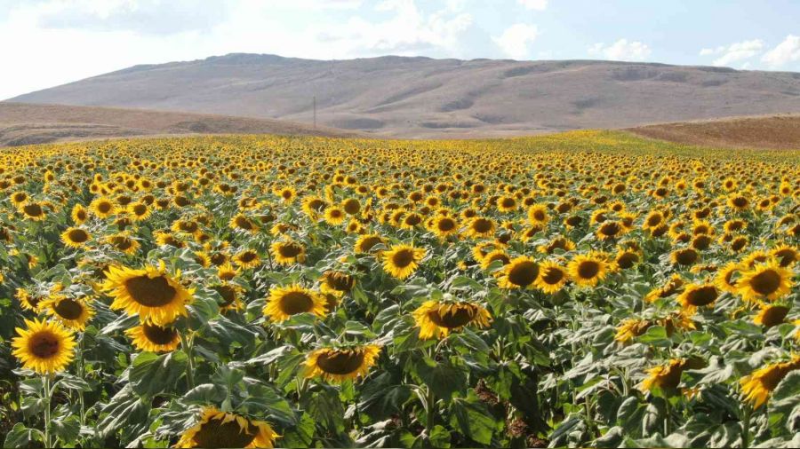 Ay çiçeği üretimi yüzde 400 arttı
