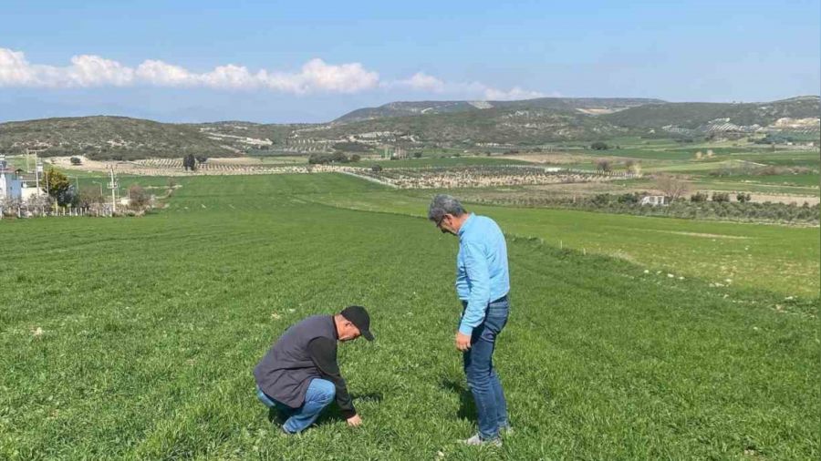 Ayd�n'da hububat ekili araziler denetlendi
