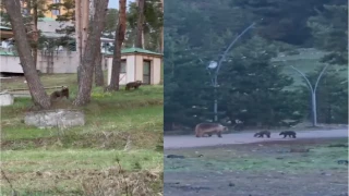 Ayılarla iç içe hayat: Caddelerde ayılar cirit atıyor