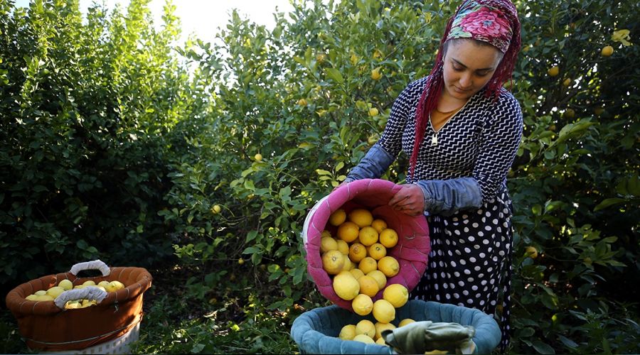 Bahçeden eve fiyatlar roketliyor