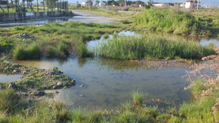 Balıkesir'de sağanak nedeniyle arazileri sular bastı