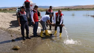 Baraj ve sulama göletlerine 1.215.000 yavru balık bırakıldı