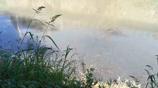 Bartın Irmağı'nda toplu balık ölümleri