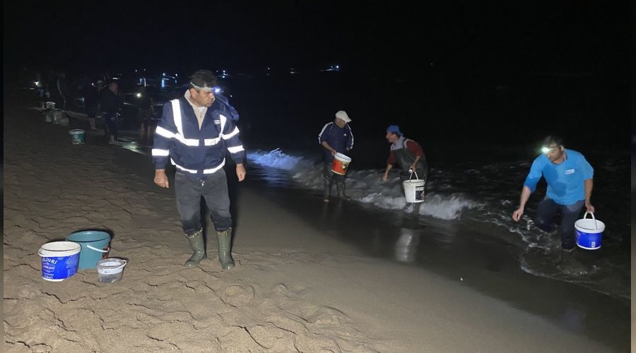 Bartn'da balklar sahile vurdu