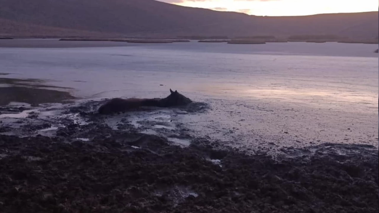 Bataklığa saplanan yılkı atı kurtarıldı