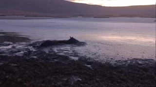 Bataklığa saplanan yılkı atı kurtarıldı