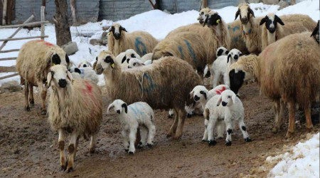 Bayburt'ta koyunlarn kuzulamaya balamasyla allarda tatl bir tela yaanyor
