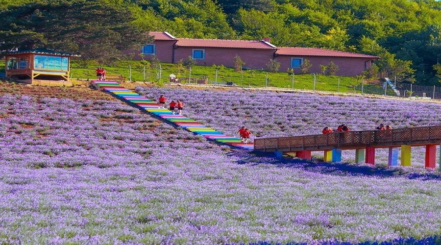 Bilecik'teki lavanta bahçesi emsallerini kıskandıracak güzellikte