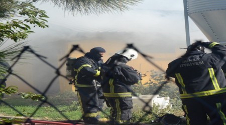 Binlerce tavuk telef oldu