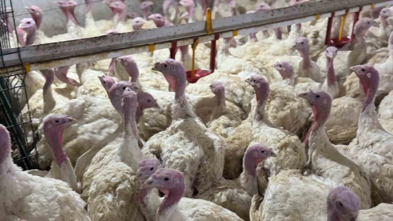 Bolu'da üreticilere "kuş gribi" uyarısı