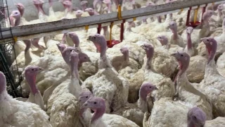 Bolu'da üreticilere "kuş gribi" uyarısı