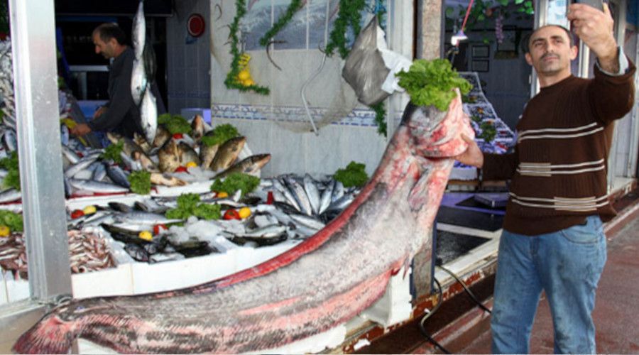 Bu bal�klar, yar�ndan itibaren avlanamayacak