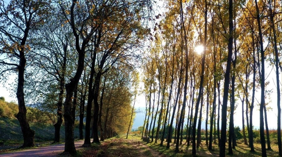 Bu yoldan geçen bir daha geliyor