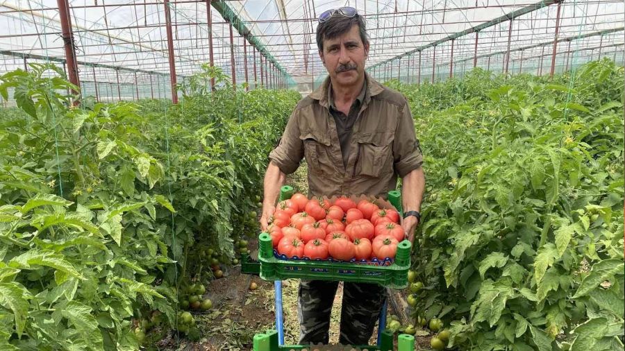 Burdur yaylalarında domates hasadı başladı