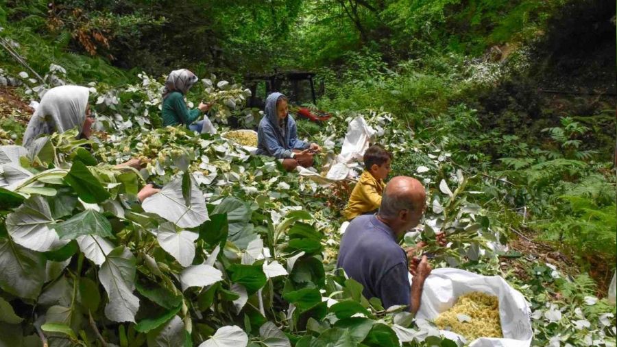 Bursa'nın dünyaca ünlü ıhlamur ormanlarında hasat başladı