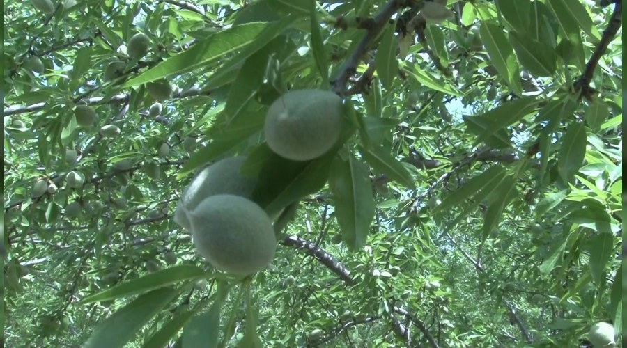 Çağla yüz güldürdü