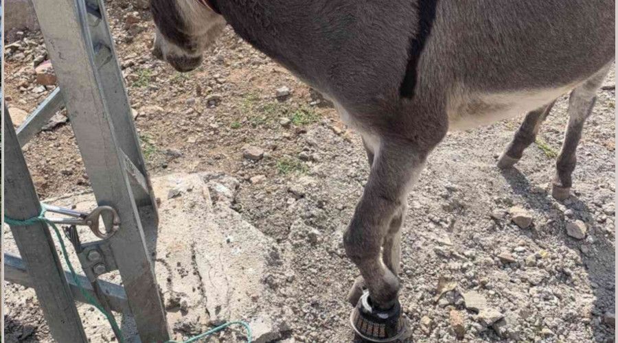 Çaydanlığa ayağı sıkışan eşeği itfaiye ekipleri kurtardı