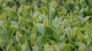 Çayın düşmanı: 'Telgraf otu'