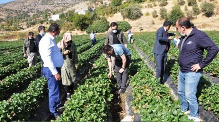 Çilek üretimi Güneydoğu'nun geneline yayılıyor