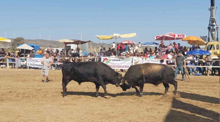 Datça'da boğa güreşleri nefes kesti