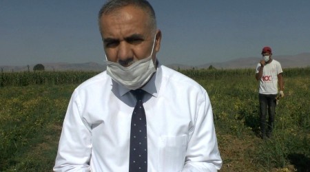 Devlet destekli kuru fasulye hasadına başlandı
