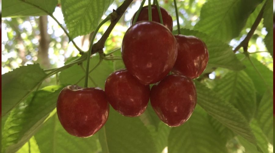 Do�u Anadolu'nun �ukurova's�nda kiraz hasad� ba�lad�