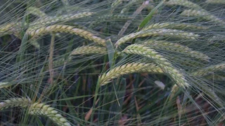 D�nya hububat �retiminde bir ilk ger�ekle�ecek