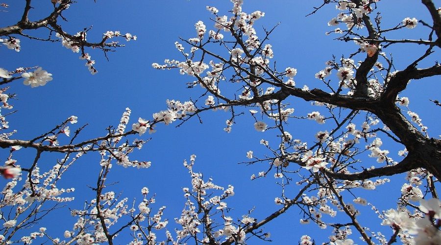 D�nya kay�s� ba�kentini bahar heyecan� sard�