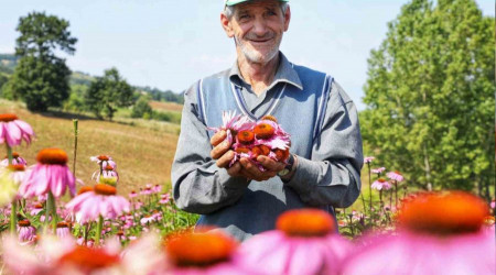 Ekinezya hasat için gün sayıyor