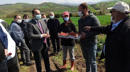 'Elifli çileği' gün sayıyor