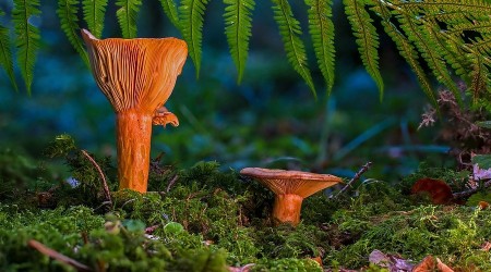 Emet'te mantar zehirlenmelerine karşı uyarı