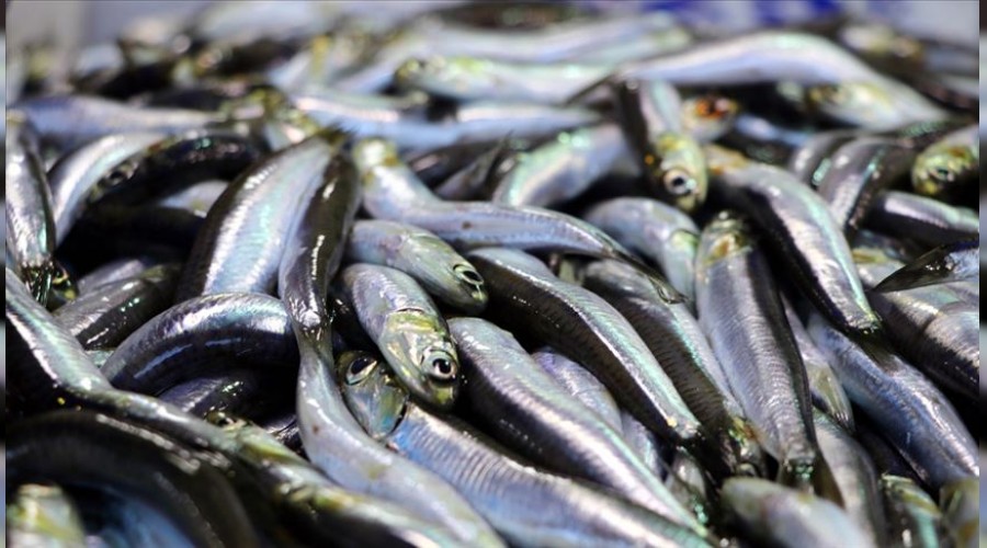 En �ok t�ketilen bal�k hamsi oldu