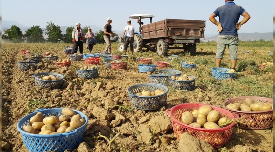 Erkenci patates hasad balad