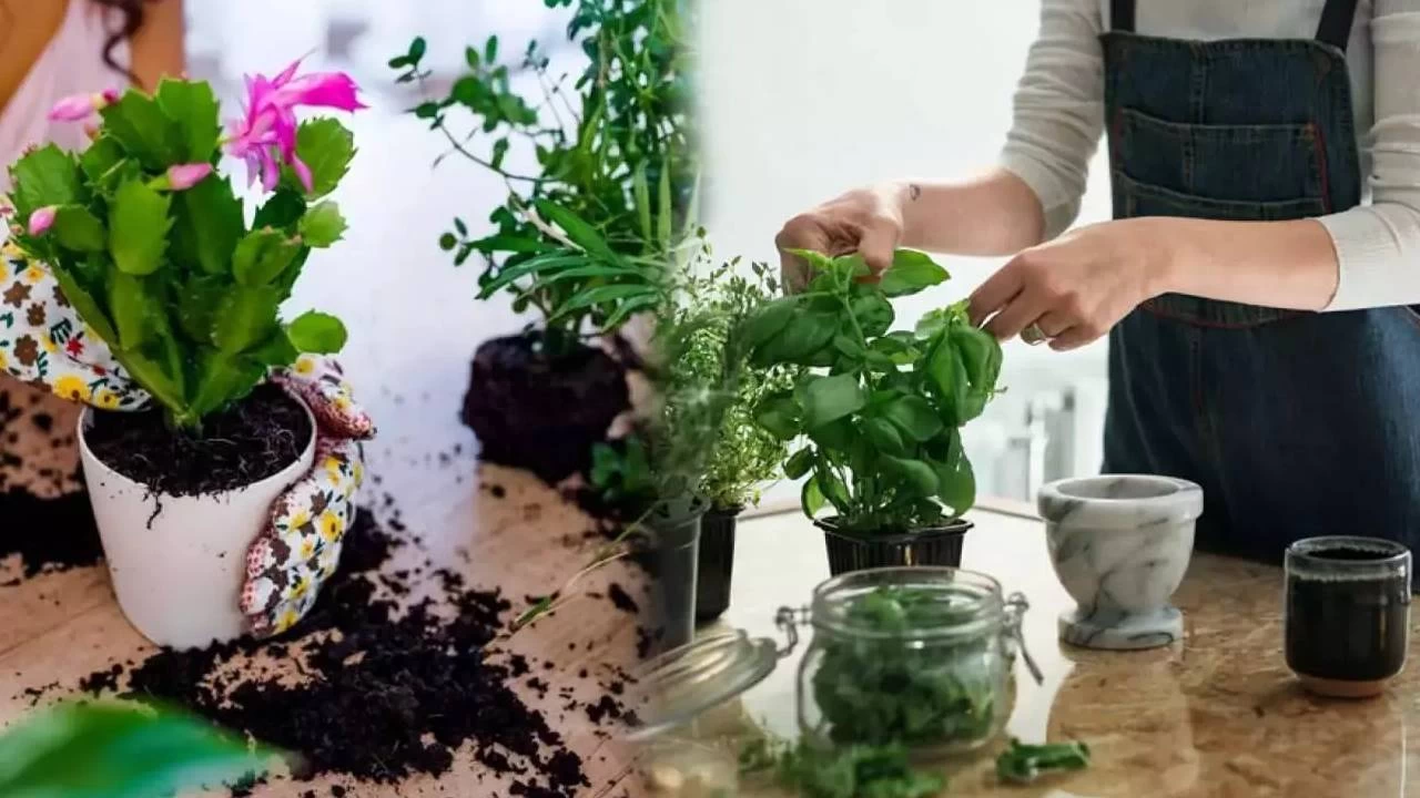 Evde çiçek yetiştirmek zararlı mı?