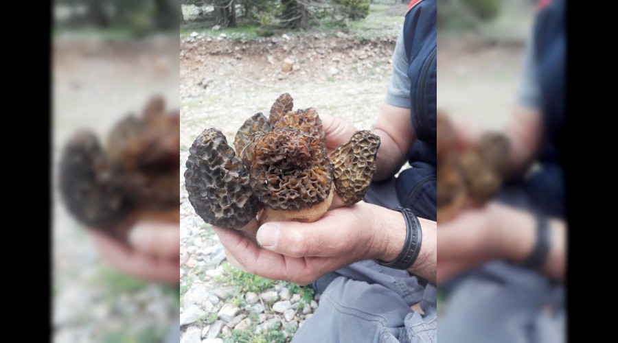 Fiyatı altınla yarışıyor